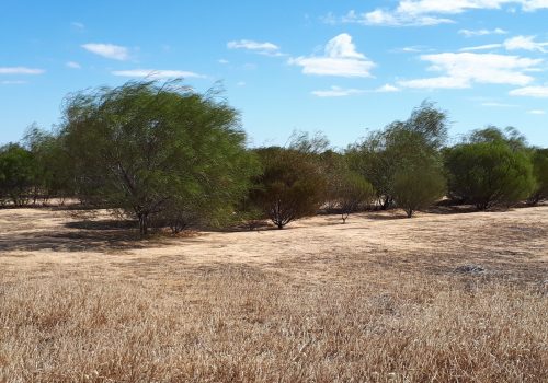 Trees at the Bencubbin project site