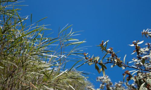 Acacia acuminata tree and a Santalum spicatum