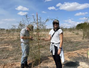 Monitoring tree growth at Brookton