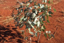 2021 monitoring visit shows eucalyptus growth